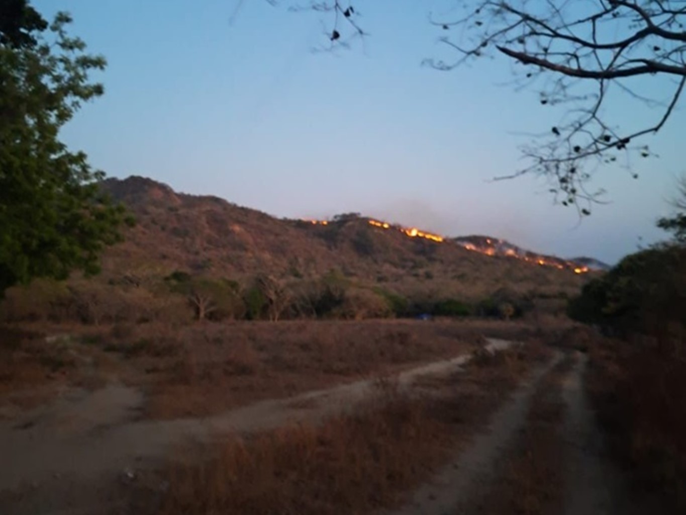 Atiende Coesfo incendio forestal en Reforma de Pineda