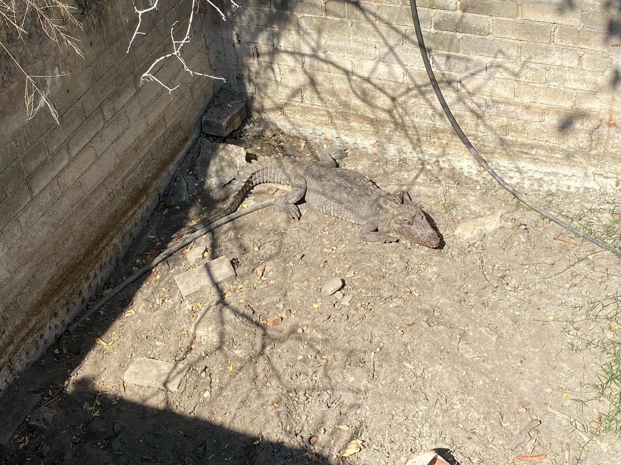 Reporta Protección Civil hallazgo de caimán en San Pablo Huixtepec