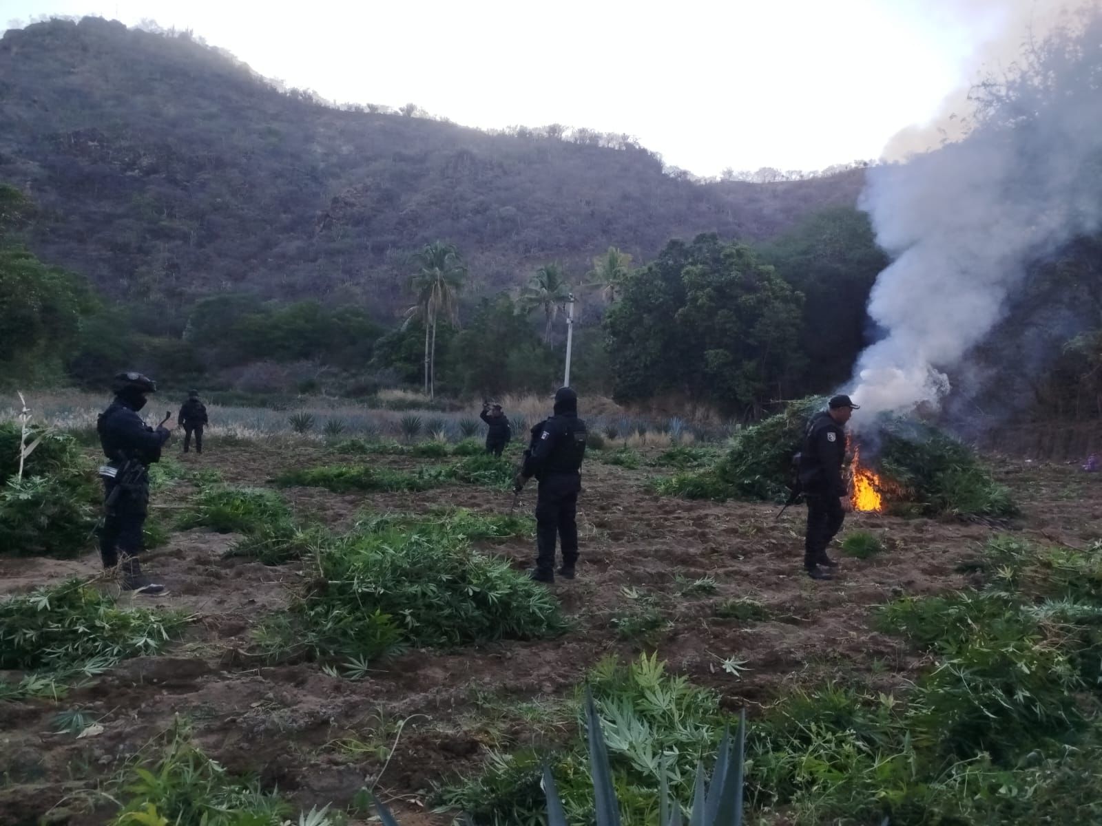 Destruye Policía Estatal plantío de marihuana en San Pedro Totolápam