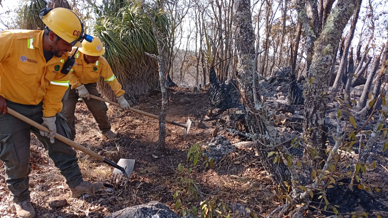 Reporta Coesfo avance del 90% en control del incendio forestal en Santa Cruz Xitla