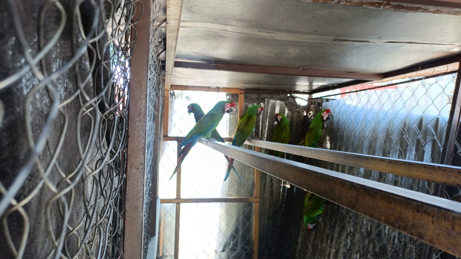 Asegura Policía Vial Estatal a conductor que viajaba con seis aves en peligro de extinción