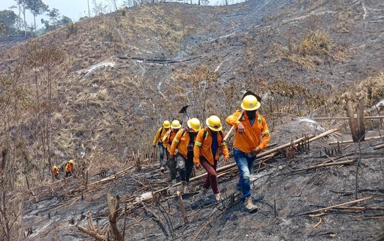 Reporta Coesfo liquidación de 13 incendios forestales en la última semana