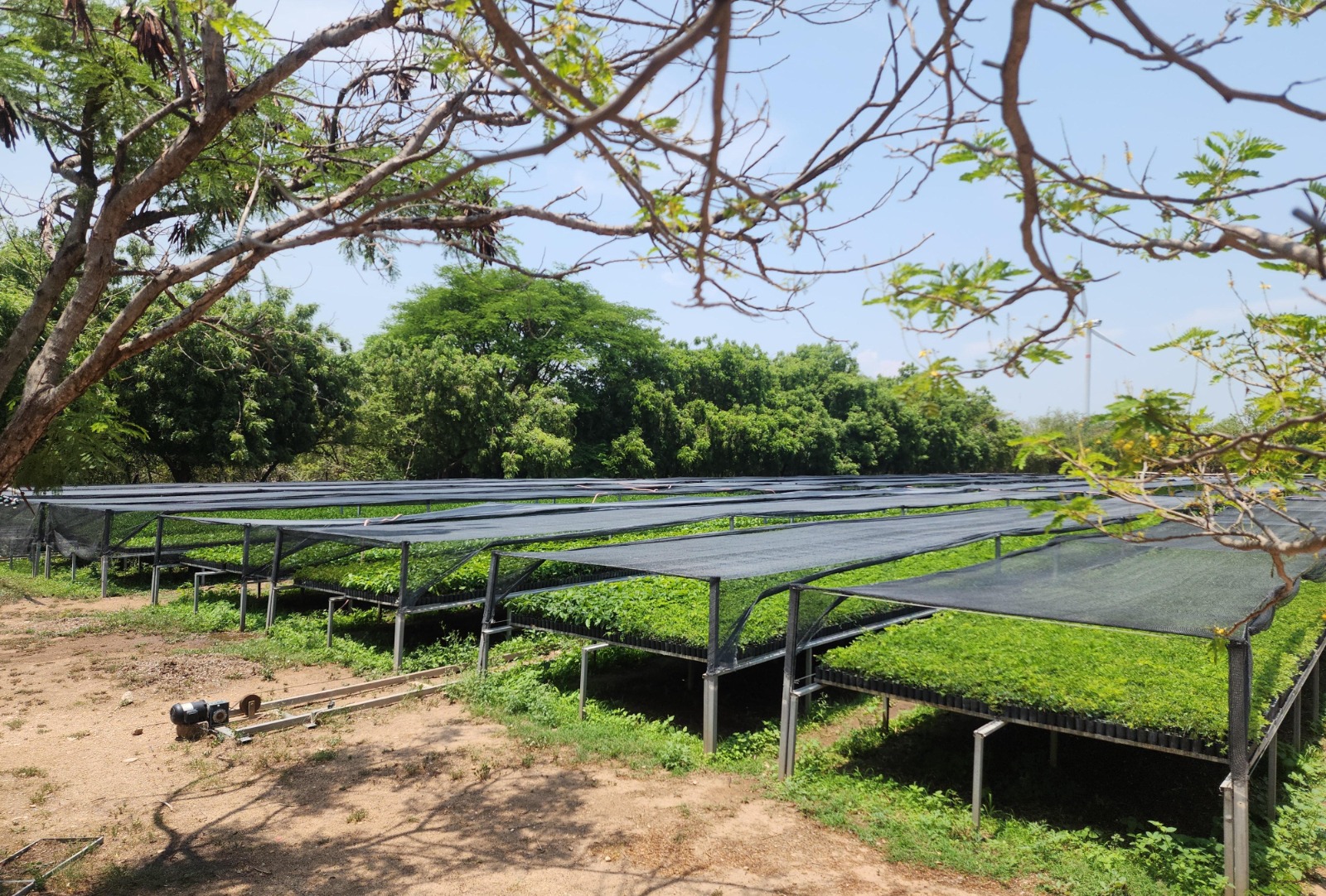 Vivero forestal de El Espinal: ejemplo del compromiso del Gobierno del Estado con la reforestación en Oaxaca