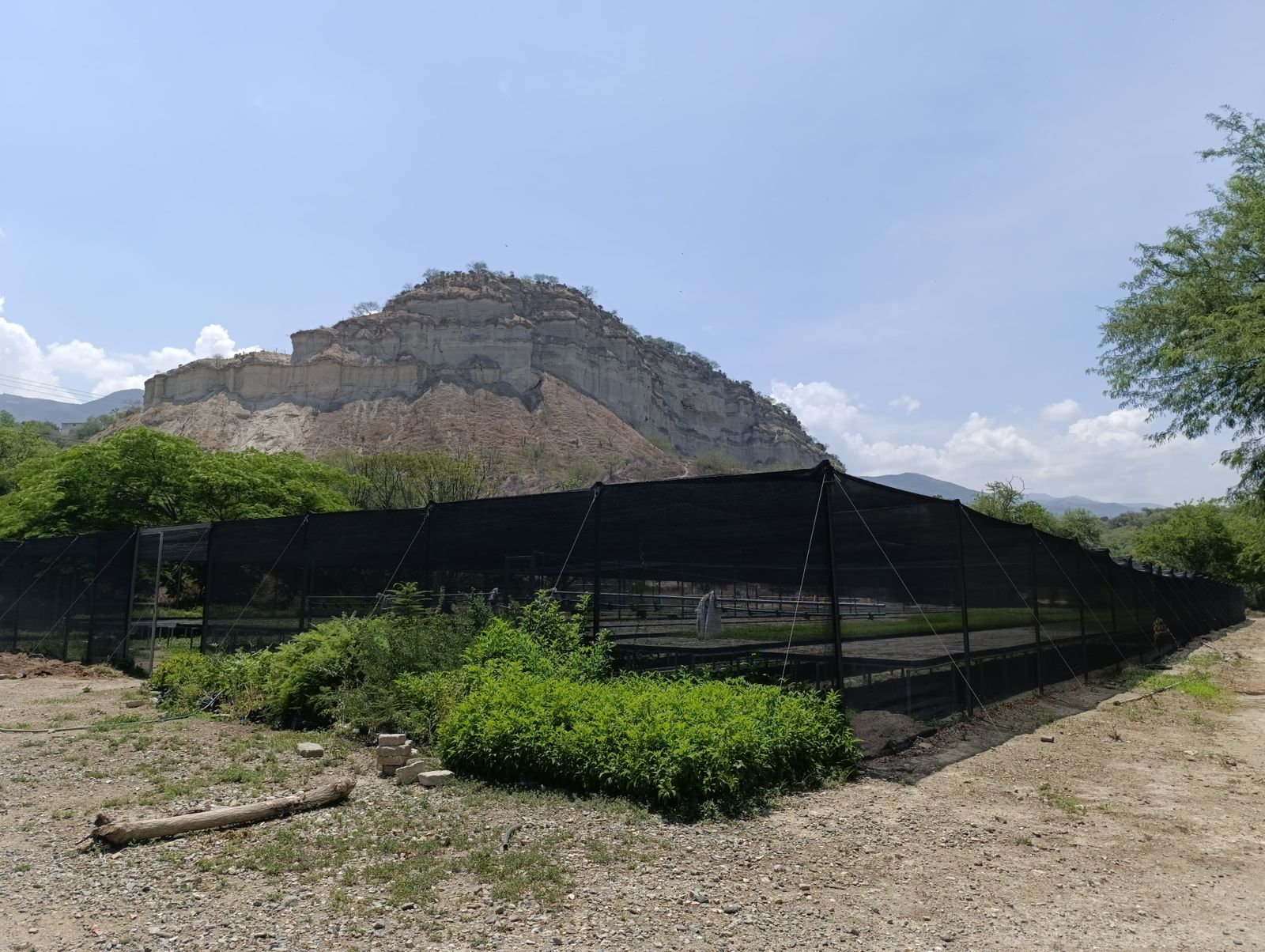 Reafirma Gobierno de Oaxaca compromiso con la educación ambiental al promover la cultura forestal en las infancias