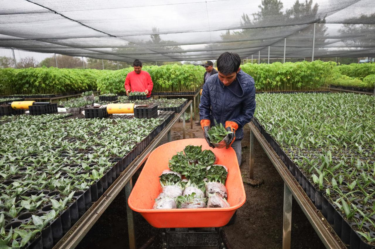 Produce Coesfo agave silvestre para contribuir a la restauración de suelos en Oaxaca