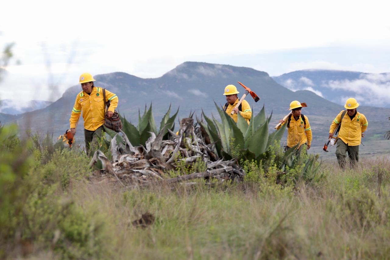Con Mega Tequio de Reforestación 2025, Salomón Jara une y restaura el ecosistema de la zona Chocho-Mixteca