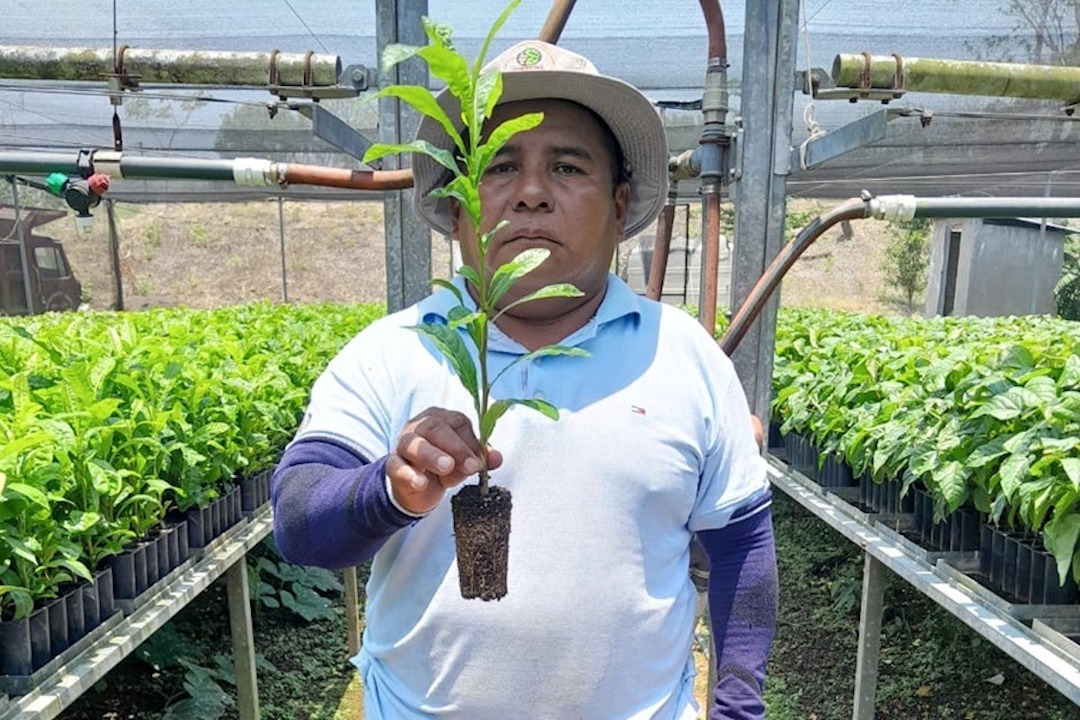 Invita Coesfo a sumarse a la reforestación de la Cuenca del Papaloapan