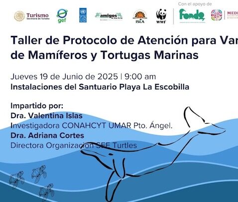 Impartirá Secretaría de Medio Ambiente taller para la atención de varamientos de mamíferos y tortugas marinas