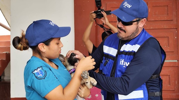 Continúa Secretaría de Medio Ambiente con acciones de bienestar animal en la Costa