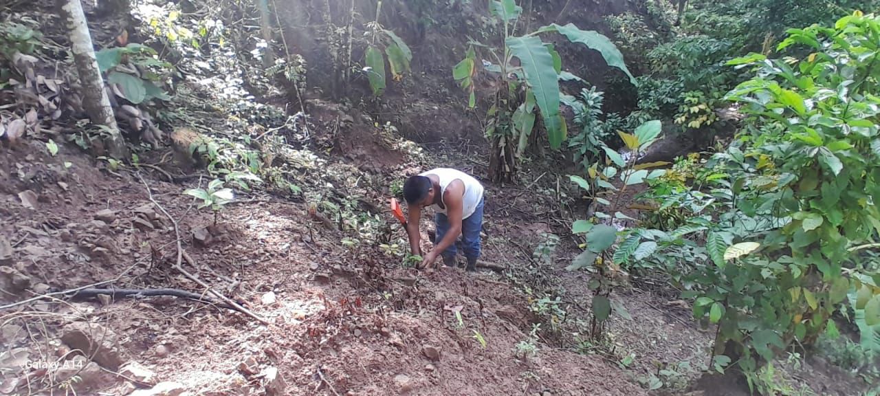 Dona Coesfo más de 8 mil árboles de Reforesta Oaxaca en San Juan Cotzocón