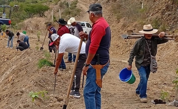 Otorga Coesfo más de mil árboles para reforestación de San Baltazar Chichicápam