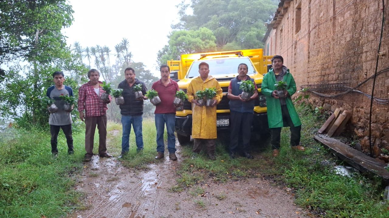 Con entrega de 25 mil plantas de café, Coesfo impulsa la reforestación y producción sostenible en Mazatlán Villa de Flores