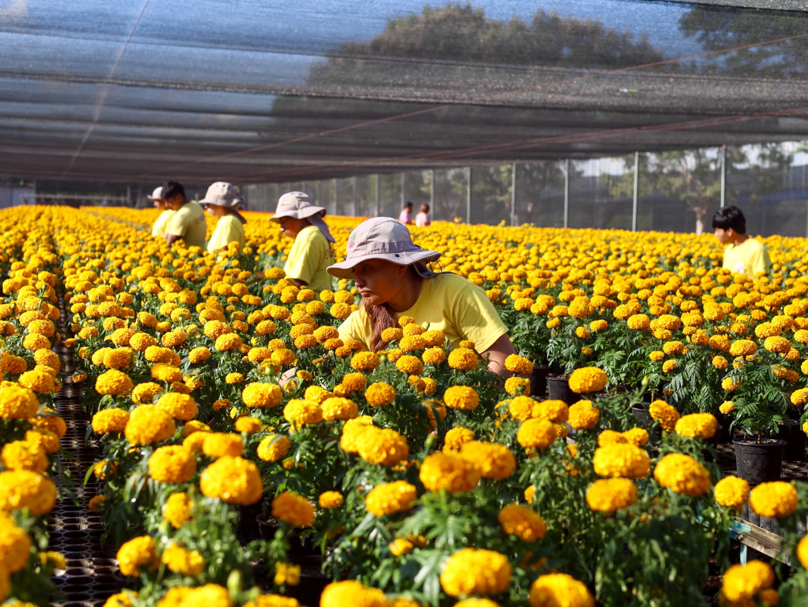 Produce Coesfo 30 mil plantas de flor de cempasúchil para embellecer espacios públicos de Oaxaca