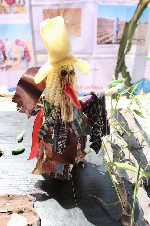 Resalta Sefader cultura entorno a cultivo de maíz con concurso de la “Mazorca Decorada” en Valles Centrales