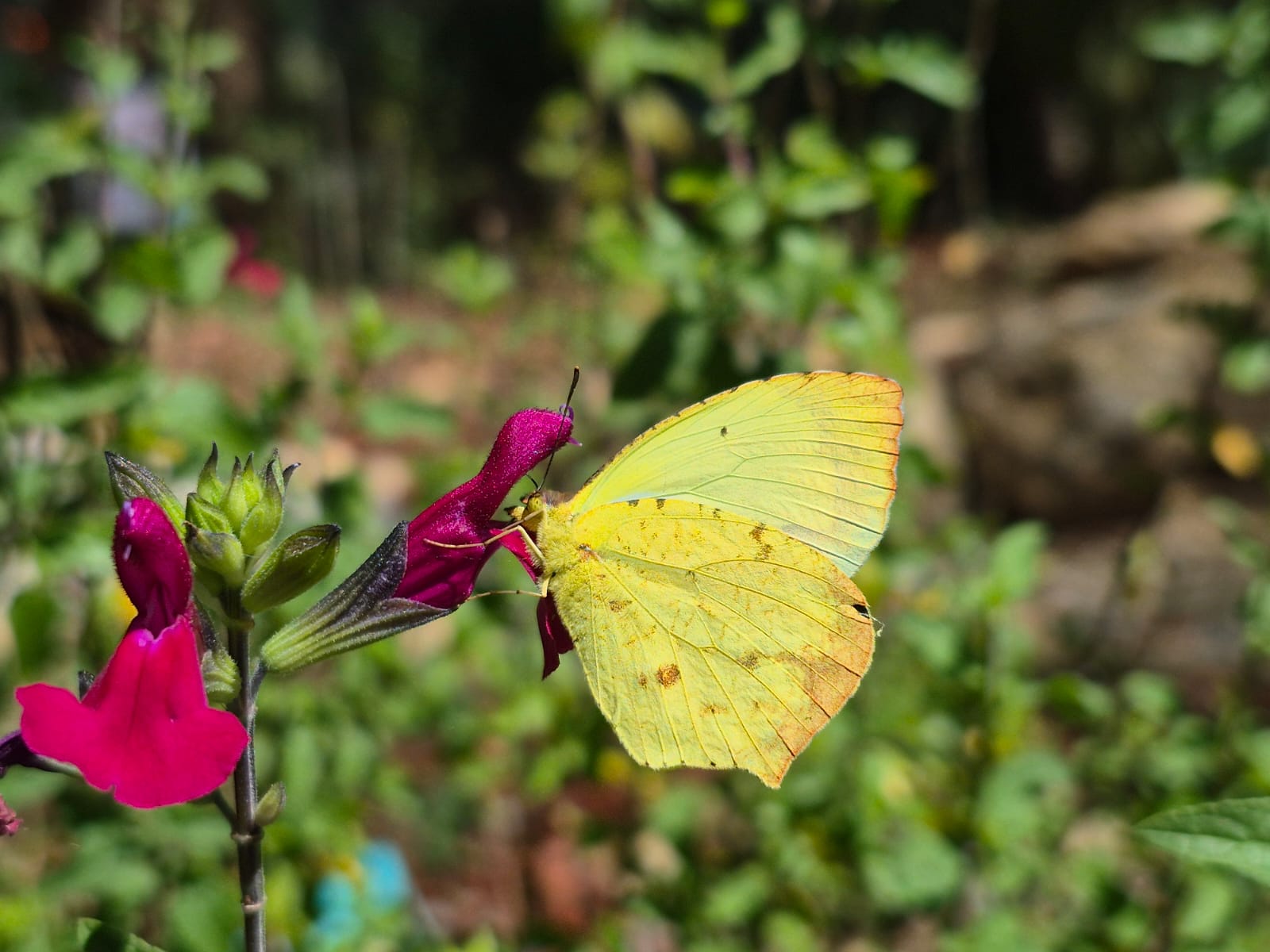 Identifican un acervo de 47 especies de mariposas en el Parque Estatal “Cerro del Fortín”