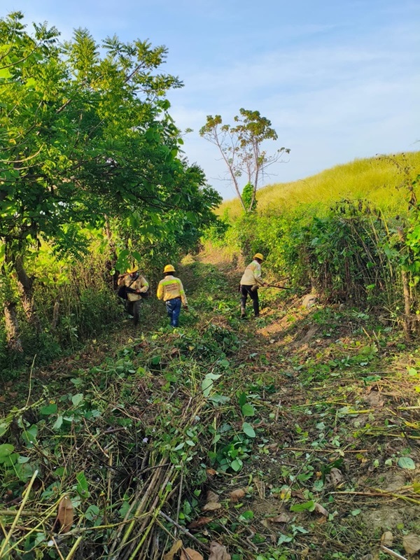Rehabilita Coesfo brecha cortafuego en Pinotepa Nacional para proteger zona forestal en temporada de estiaje