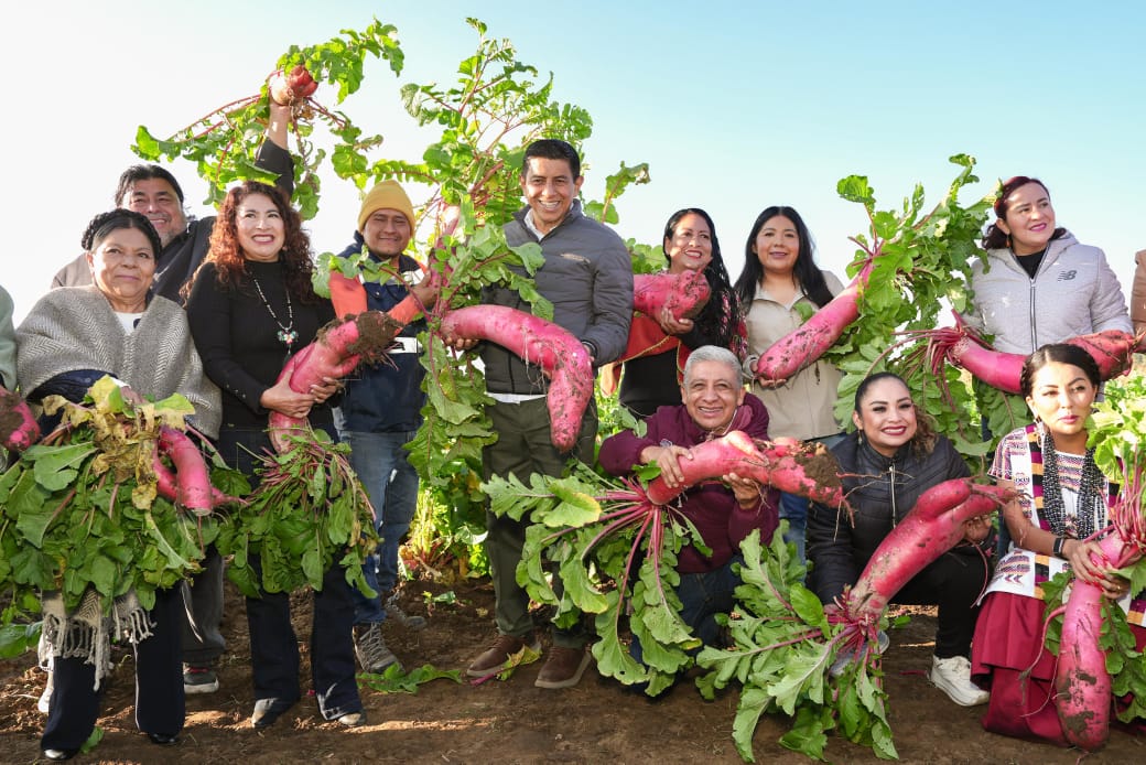 Acompaña Salomón Jara a familias hortelanas a la cosecha previa a Noche de Rábanos que proyecta la cultura y tradición de Oaxaca