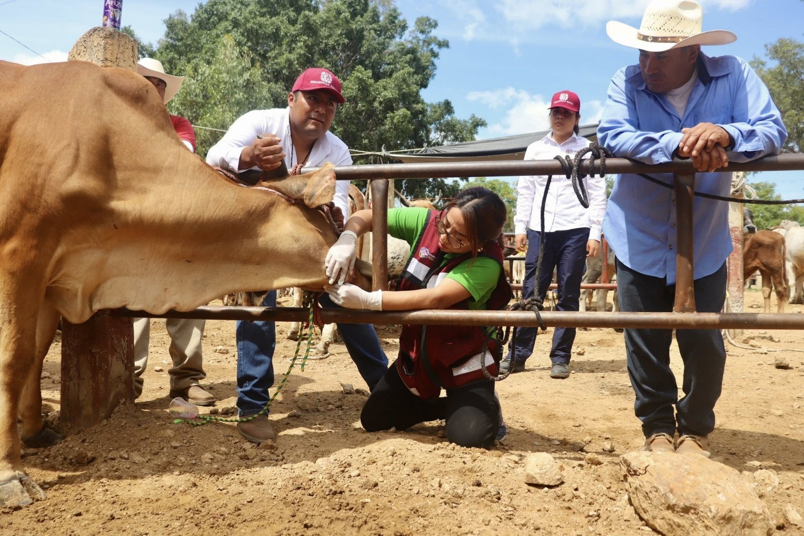 Exhorta Sefader a notificar cualquier sospecha del gusano barrenador del ganado en Oaxaca