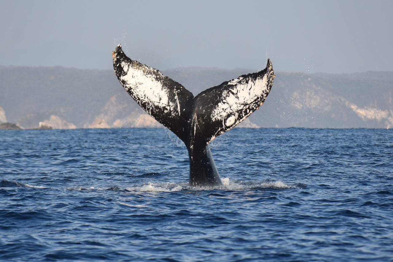 Continúa la temporada de avistamiento de ballenas jorobadas en la Ruta de la Costa Oaxaqueña: Sectur