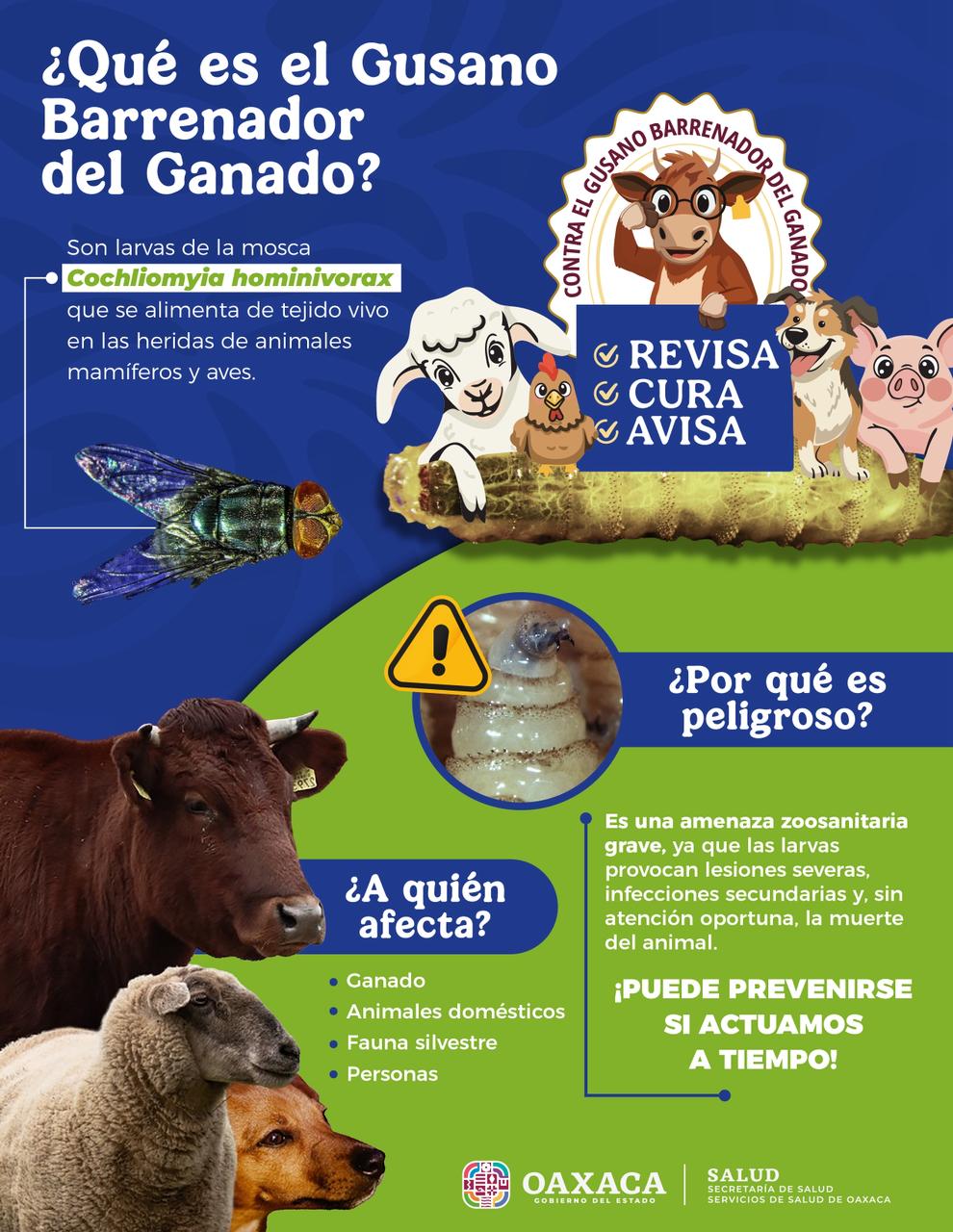Mantiene SSO atención oportuna de miasis por gusano barrenador en personas