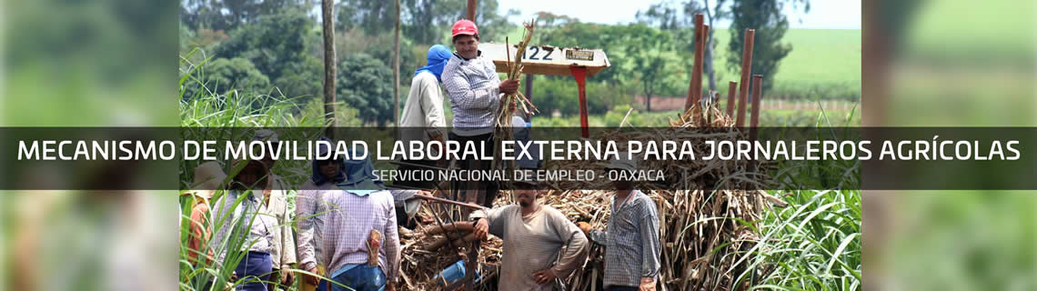 programa-trabajadores-agricolas-temporales