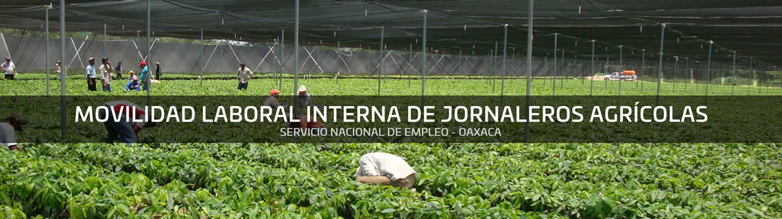 programa-trabajadores-agricolas-temporales