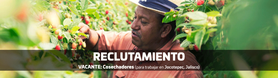 vinculacion laboral sne
