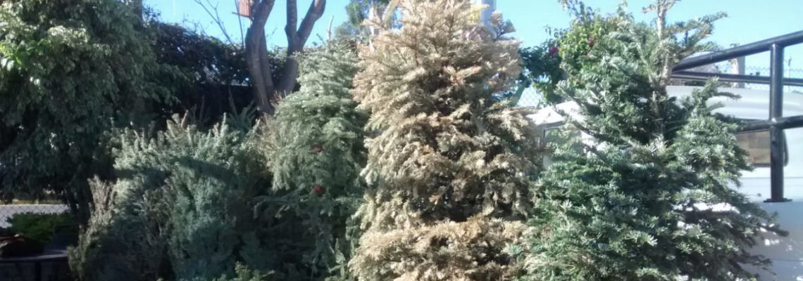 CONCLUYE ACOPIO DE ÁRBOLES NATURALES DE NAVIDAD: JOSÉ LUIS CALVO ZIGA