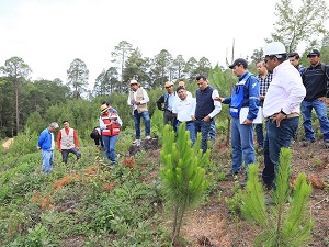 Supervisa SEMAEDESO polígonos de reforestación en San Juan Evangelista Analco