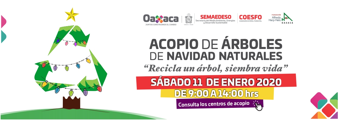 Realizará la Semaedeso acopio de árboles naturales de Navidad
