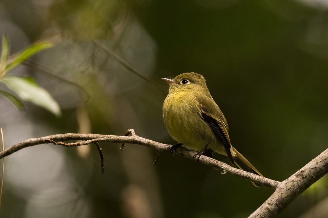 Oaxaca, importante ruta de aves migratorias en América
