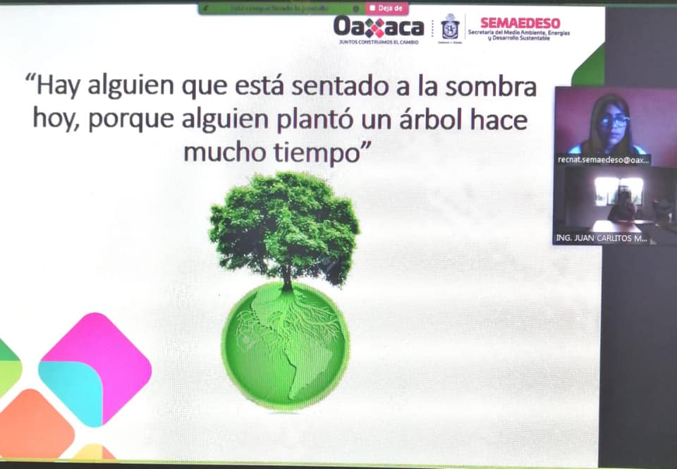 Capacita Semaedeso virtualmente en materia de arbolado urbano a las autoridades de Santiago Matatlán