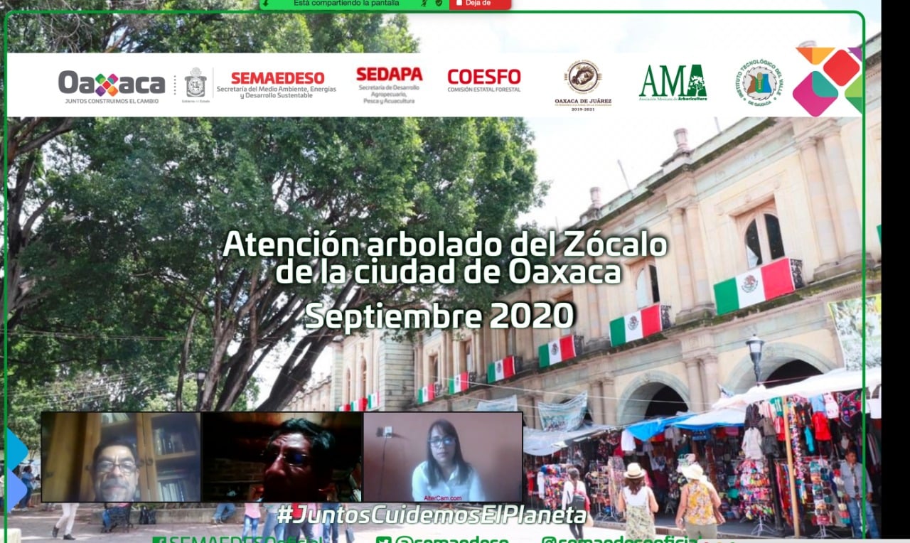 Establece Gobierno Estatal con el Ayuntamiento capitalino, la Fundación «Alfredo Harp Helu» y arboristas certificados estrategias integrales para el cuidado de los ejemplares del Zócalo