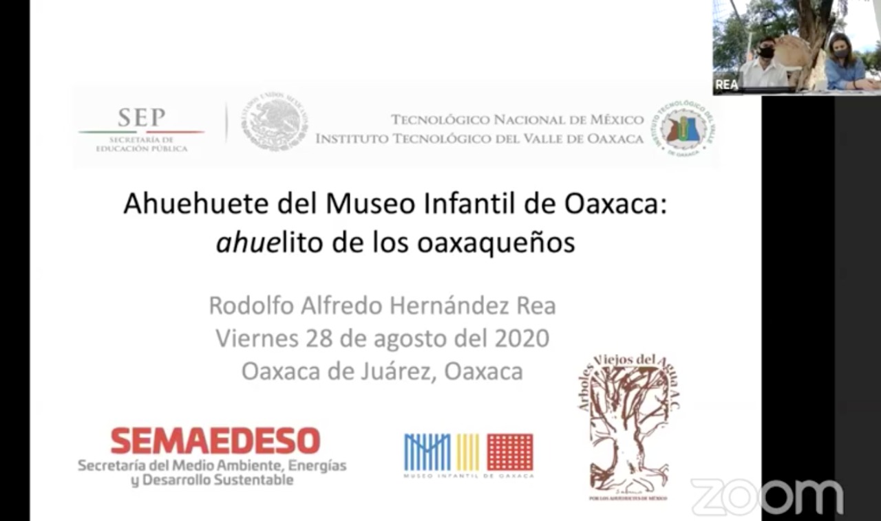 Ahuehuete de la Antigua Estación del Ferrocarril, tesoro vivo de la Ciudad de Oaxaca
