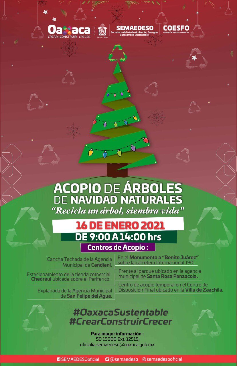 Alista Semaedeso campaña de acopio de árboles navideños naturales