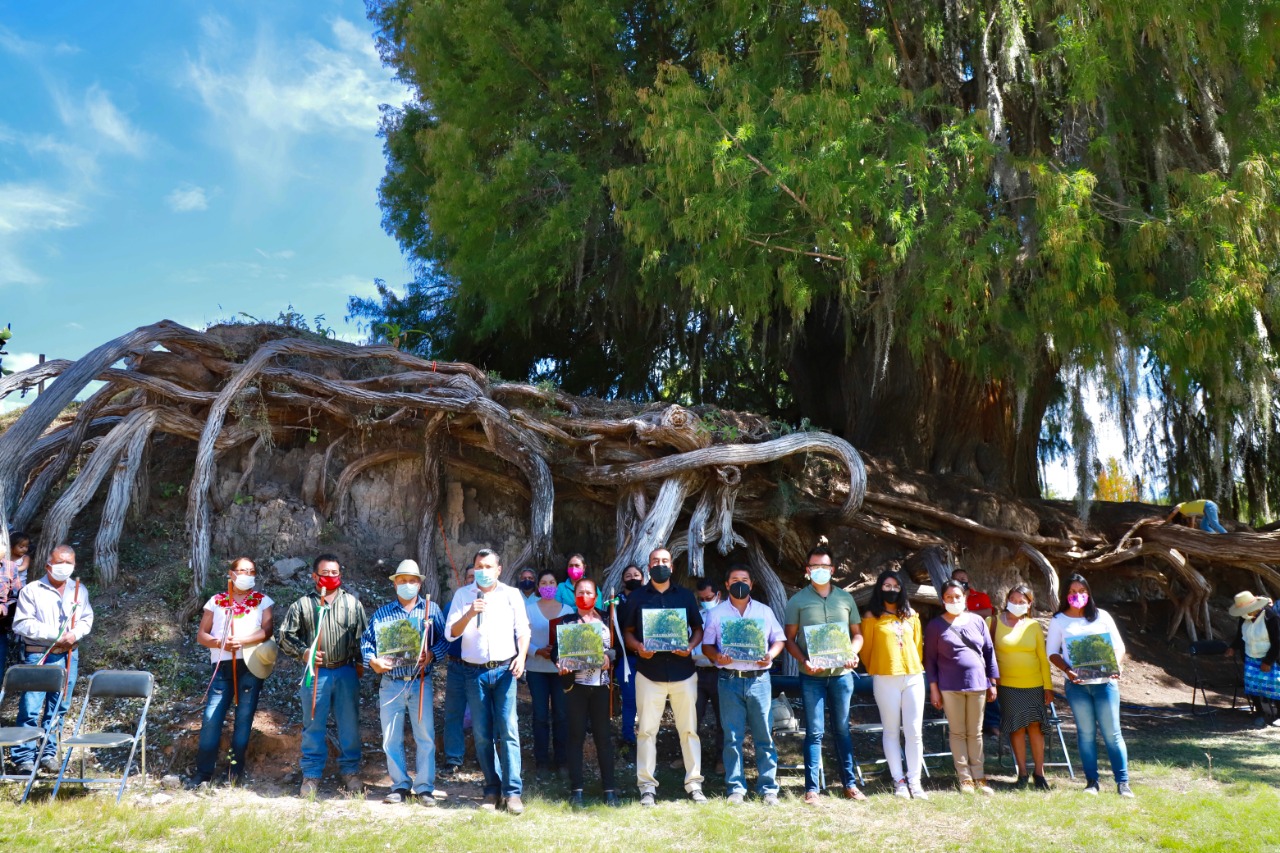 Reconoce Samuel Gurrión belleza arbórea de la Mixteca oaxaqueña