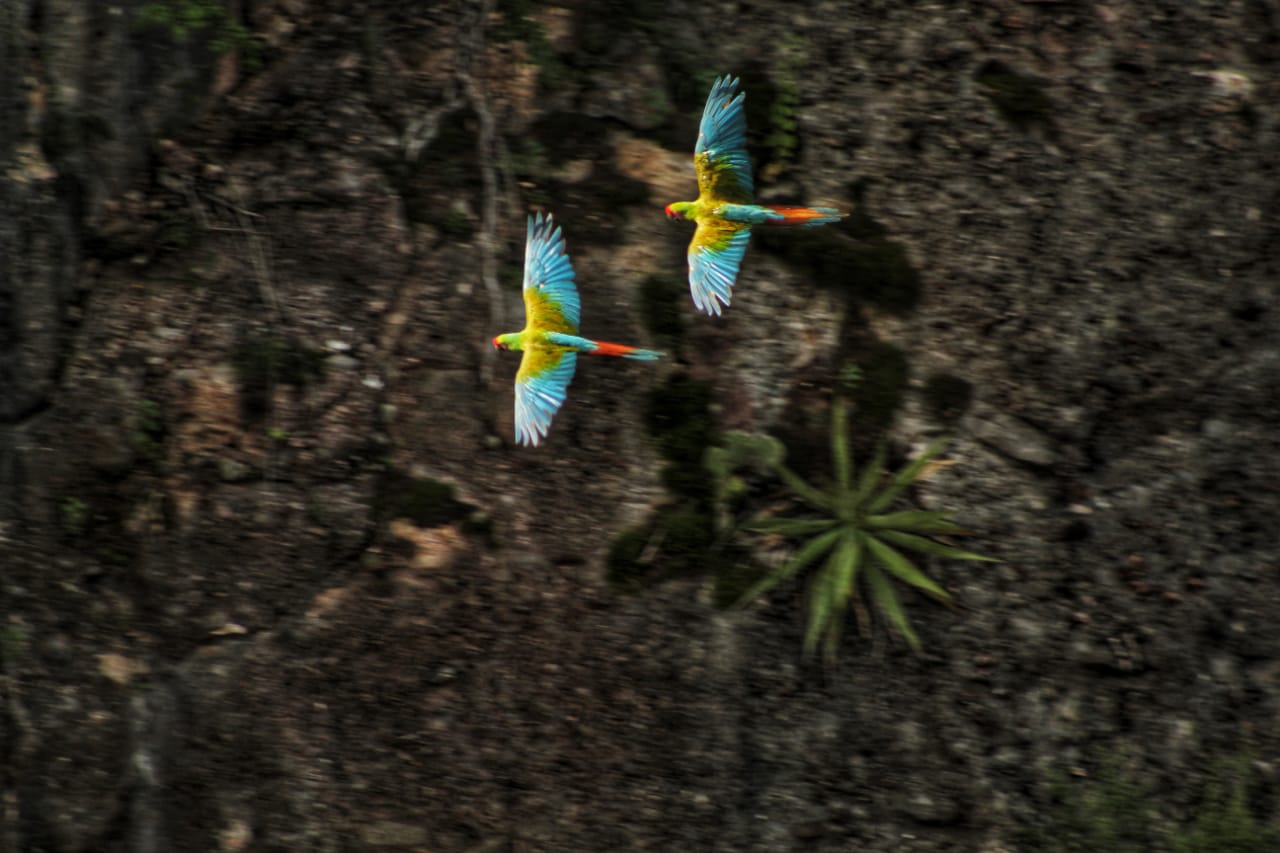 Se instala el Grupo de Trabajo sobre Aves Silvestres de la ECUSBEO