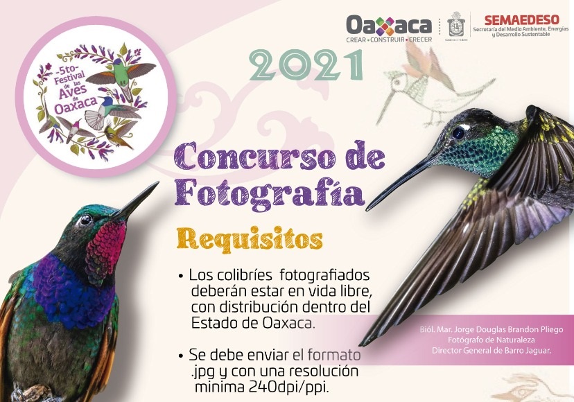 Festival de las Aves Oaxaca invita a concurso de fotografía “Colibríes, belleza iridiscente”