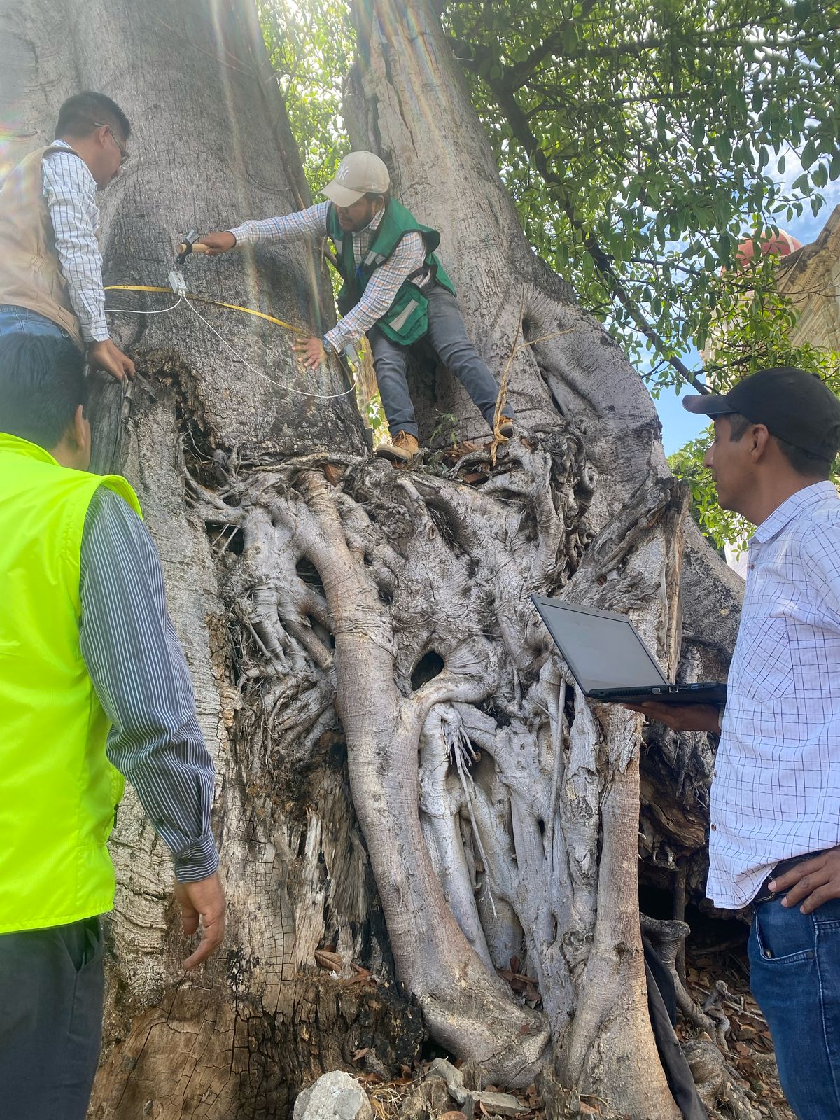 CONTINÚA SECRETARÍA DE MEDIO AMBIENTE EVALUACIÓN A ÁRBOLES NOTABLES