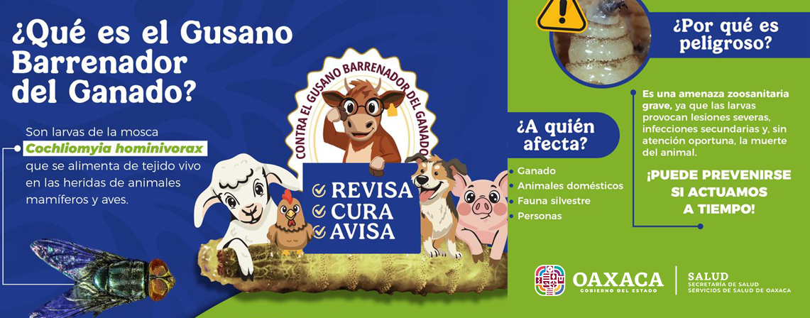 Mantiene SSO atención oportuna de miasis por gusano barrenador en personas