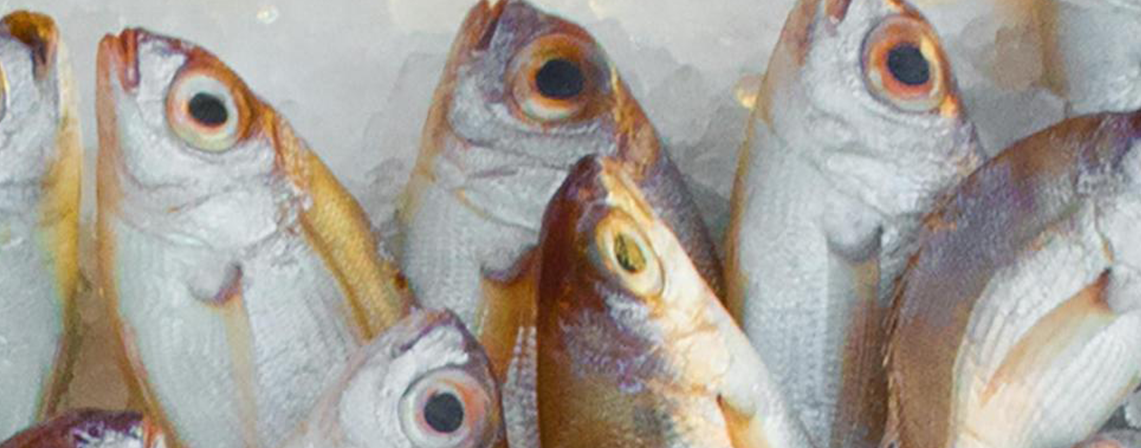 Arranca Coepriso Operativo Cuaresma Limpia 2026 para prevenir enfermedades por consumo de alimentos