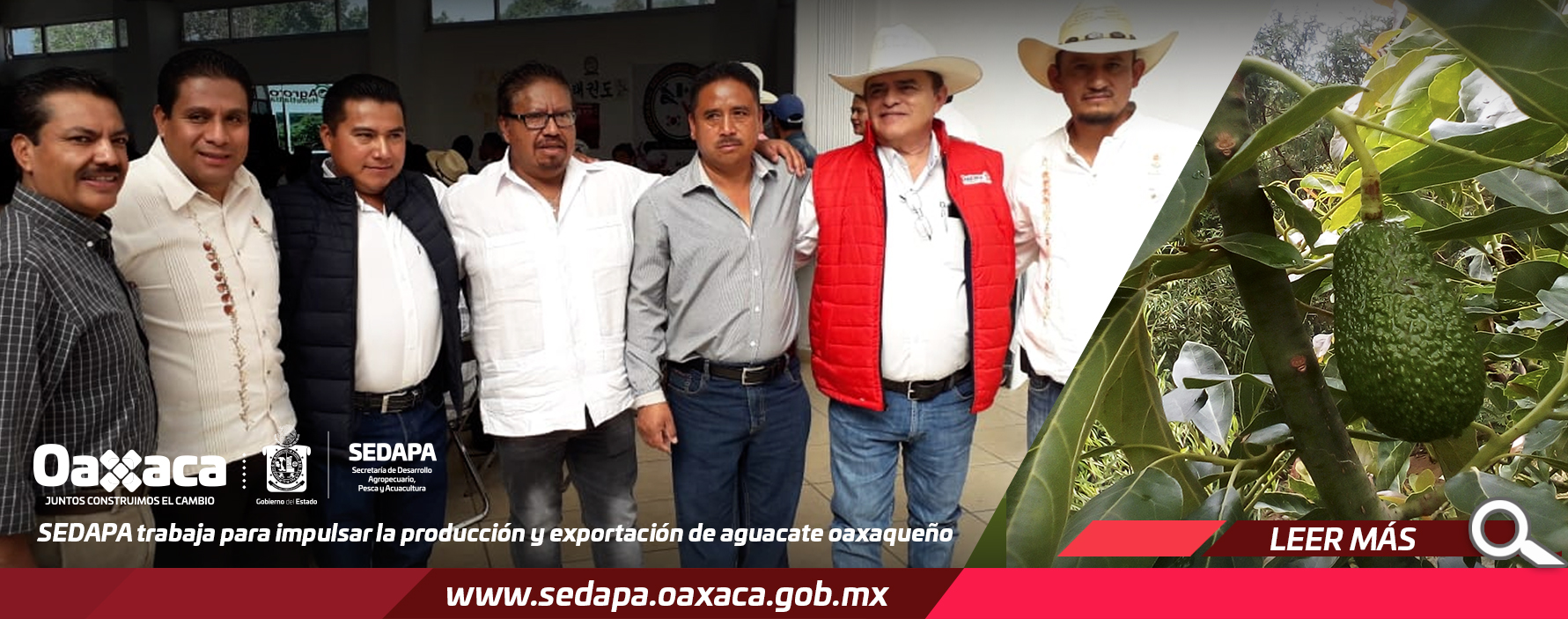 Sedapa trabaja para impulsar la producción y exportación de aguacate oaxaqueño. Sedapa trabaja para impulsar la producción y exportación de aguacate oaxaqueño.