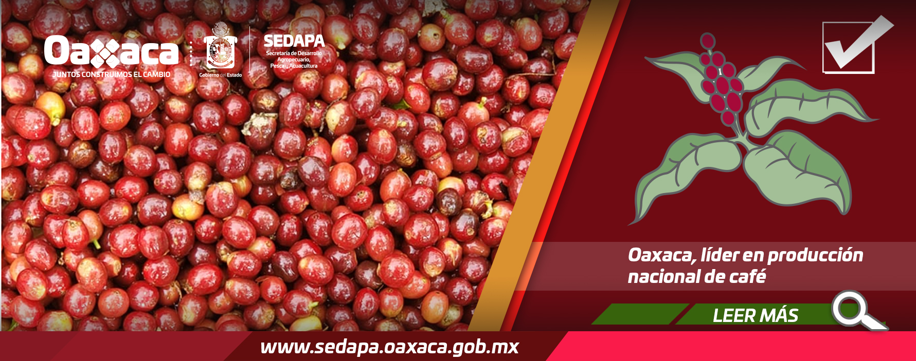 Oaxaca, líder en producción nacional de café. Oaxaca, líder en producción nacional de café.