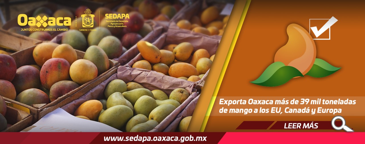 Exporta Oaxaca más de 39 mil toneladas de mango a los EU, Canadá y Europa Exporta Oaxaca más de 39 mil toneladas de mango a los EU, Canadá y Europa