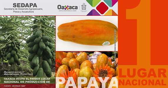 Oaxaca ocupa el primer lugar nacional en producción de Papaya