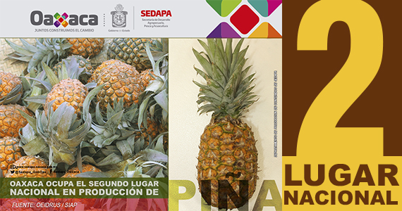 Oaxaca ocupa el segundo lugar nacional en producción de Piña