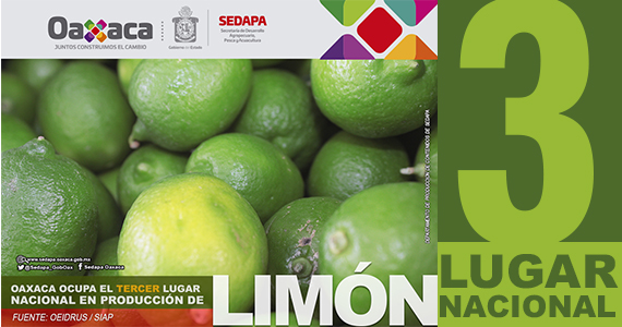 Oaxaca ocupa el tercer lugar nacional en producción de Limón
