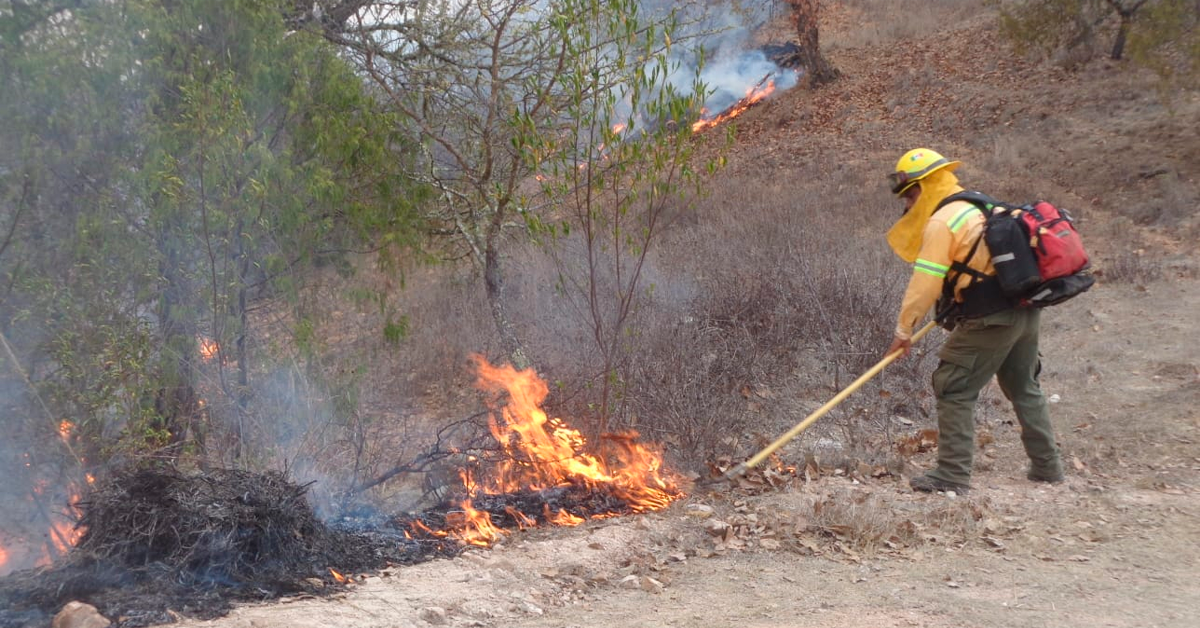 CON ASPERSIÓN AÉREA SANEA COESFO 109.04 HAS DE COBERTURA FORESTAL EN EL PORVENIR, LA REFORMA